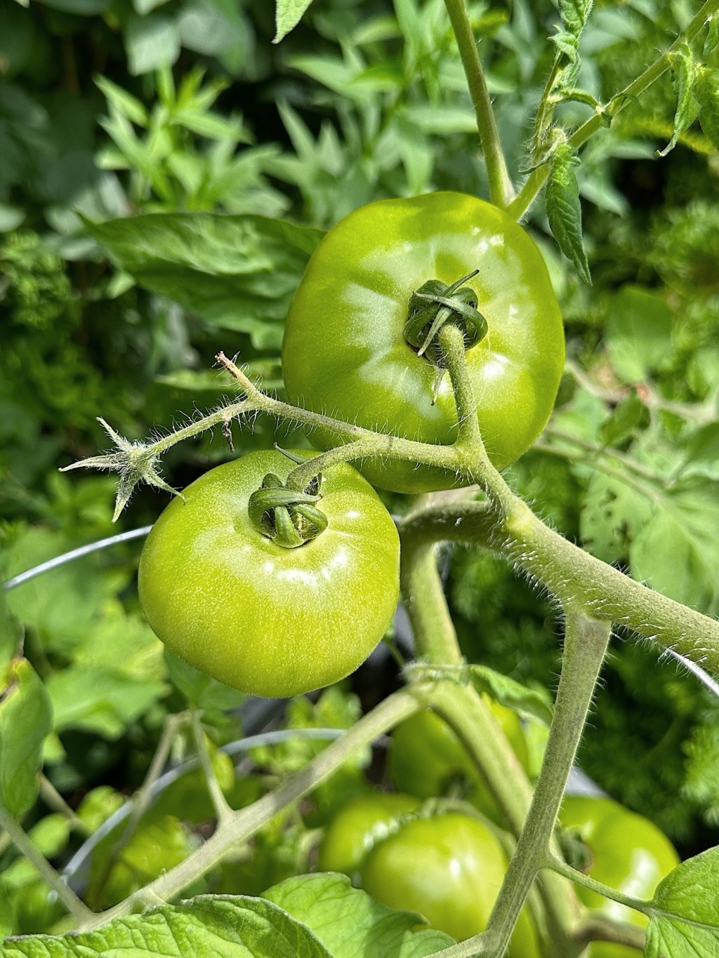 4 problèmes les plus fréquents dans la culture des&nbsp;tomates