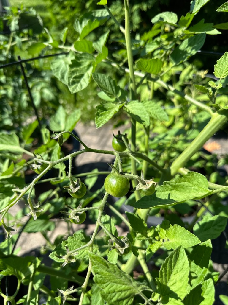Tomates cerises du jardin