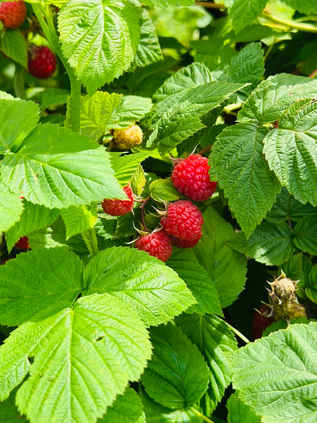 4 faits incroyables sur la&nbsp;framboise