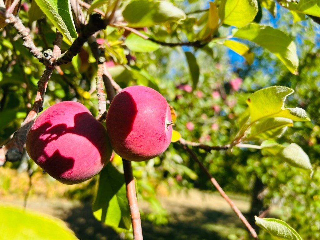 10 bienfaits et choses à savoir sur la&nbsp;pomme