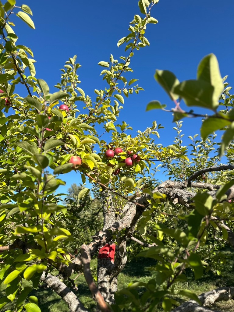 Pommes dans un verger